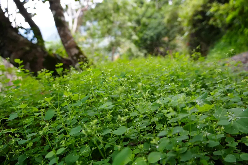 步道旁茂密的綠色植被