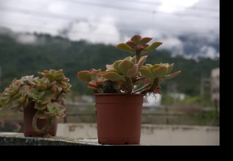 石牆上的多肉盆栽,背景是雲霧中的山